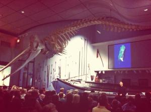 Underwater photographer Tony Wu discusses why sperm whales' heads are just so darn big at Monday night's lecture.
