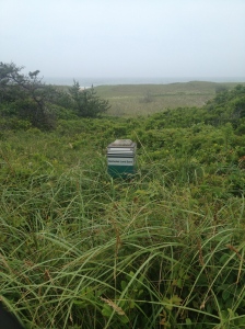 Nantucket has over 50% of it's total land area protected by various conservation groups, like the Nantucket Land Bank!